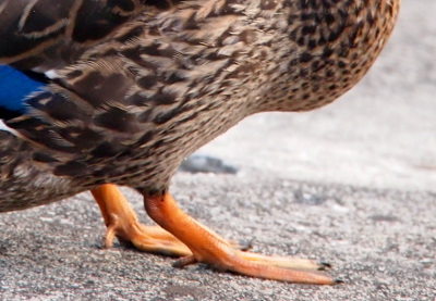 [Close view of the orange feet of a mallard. It has three toes with claws on the front and a small, skinny four toe with a claw which is like a support in the back.]